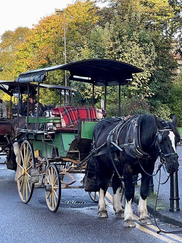 Unique vacation experience - jaunting car