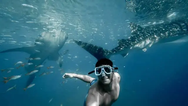Swim with whale sharks in Cancun