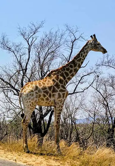 Giraffe in Kruger National Park - Best Travel Agents in NJ - JJ Travel Associates Giraffe in Kruger National Park