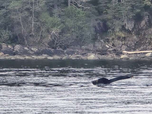 Whale tail - Best Travel Agents in NJ - JJ Travel Associates Whale tail on Alaska cruise - Juneau, Alaska