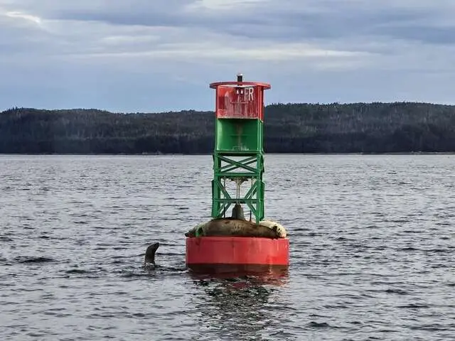 Sea Lions in Auke Bay - Best Travel Agents in NJ - JJ Travel Associates Playful sea lions in Auke Bay. Juneau Alaska