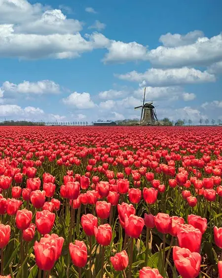 Dutch windmill in a purple red tulips bulb farm plantation under a sunny blue sky in spring time - Best Travel Agents in NJ - JJ Travel Associates Field of beautiful tulips