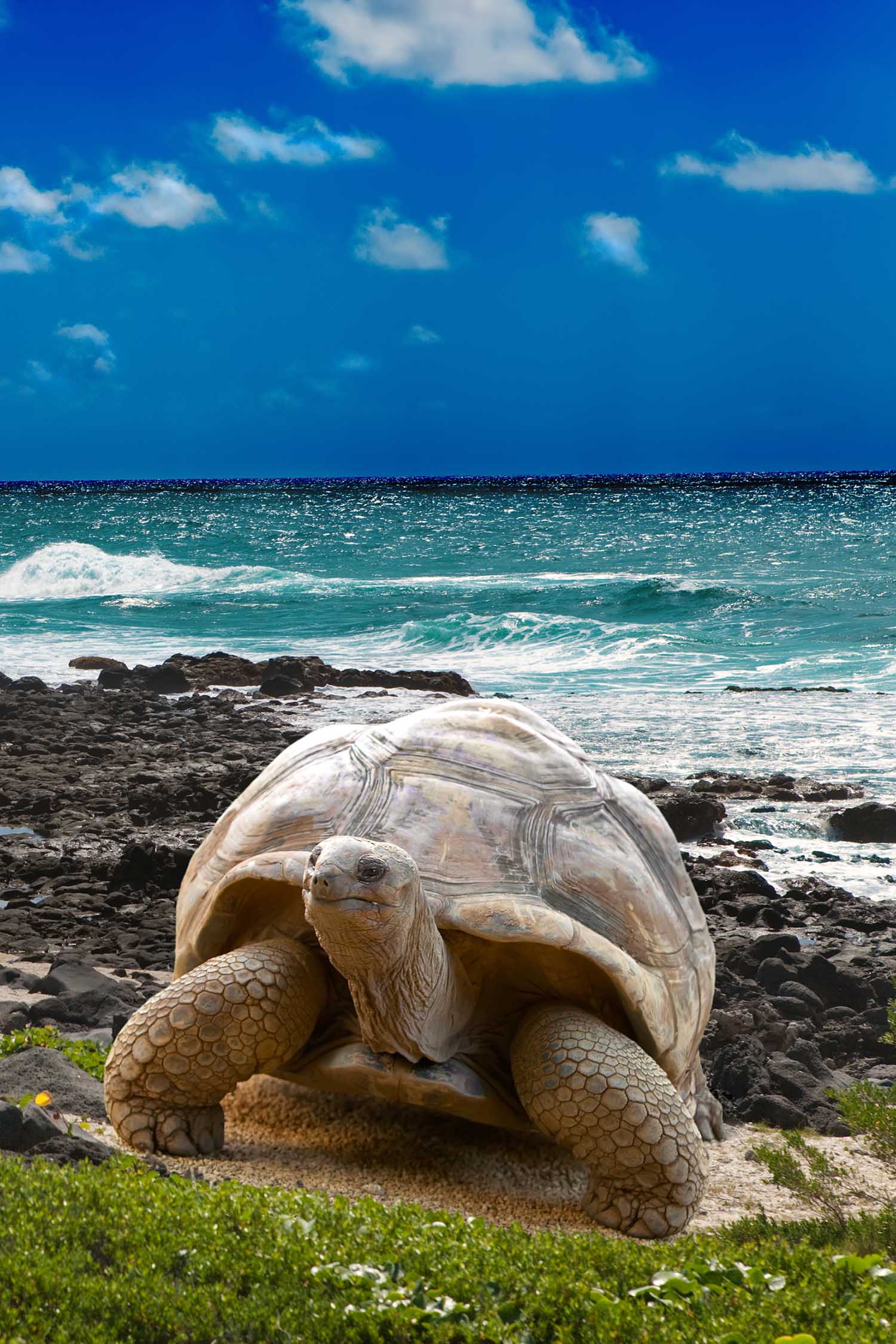 Huge turtle in Galapagos